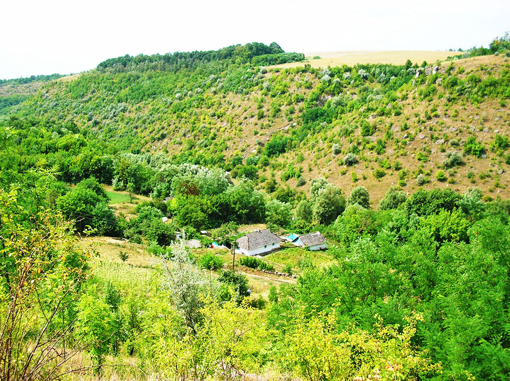 Кодимський район